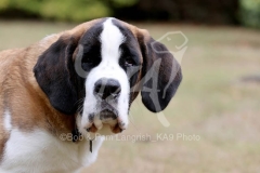 Saint Bernard