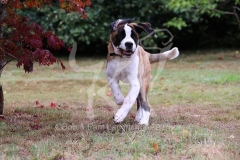 Saint Bernard