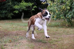 Saint Bernard