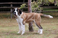 Saint Bernard