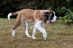 Saint Bernard