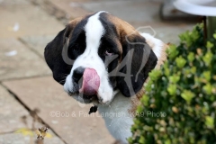 Saint Bernard