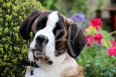 Saint Bernard