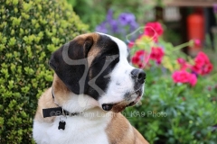 Saint Bernard