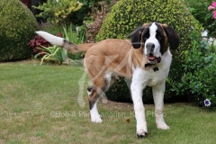 Saint Bernard