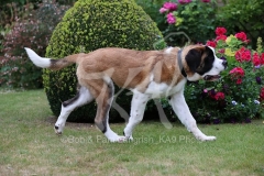 Saint Bernard