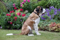Saint Bernard