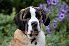 Saint Bernard