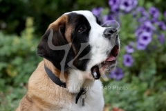 Saint Bernard
