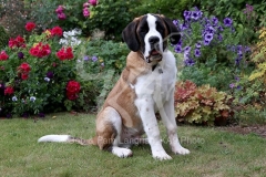 Saint Bernard