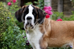 Saint Bernard