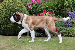 Saint Bernard