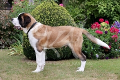 Saint Bernard