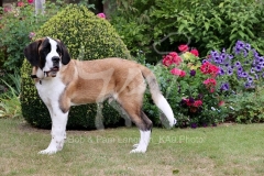 Saint Bernard