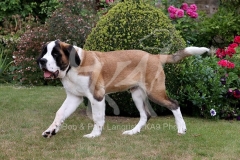 Saint Bernard