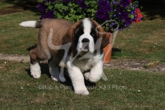 Saint Bernard