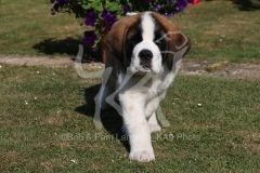 Saint Bernard