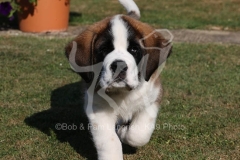 Saint Bernard