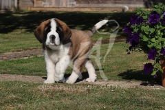 Saint Bernard