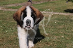 Saint Bernard