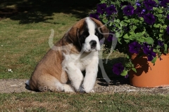 Saint Bernard
