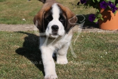 Saint Bernard