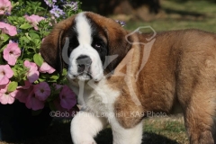 Saint Bernard