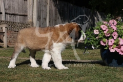 Saint Bernard