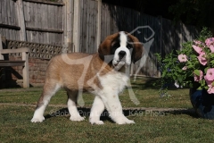 Saint Bernard