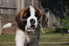 Saint Bernard