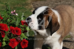 Saint Bernard