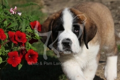 Saint Bernard