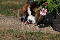 Saint Bernard