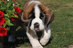 Saint Bernard