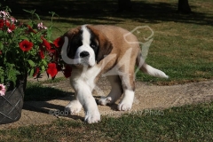 Saint Bernard