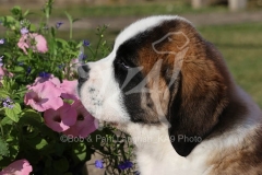 Saint Bernard
