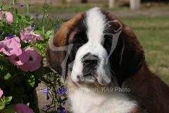 Saint Bernard