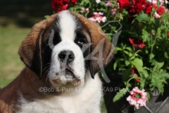 Saint Bernard