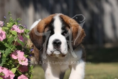 Saint Bernard