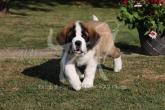 Saint Bernard
