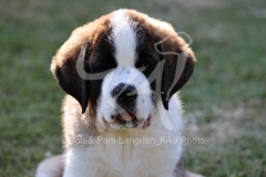 Saint Bernard