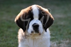 Saint Bernard