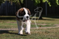 Saint Bernard