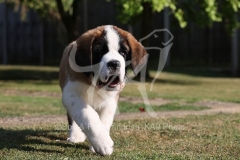 Saint Bernard