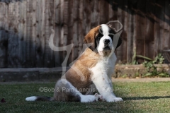 Saint Bernard