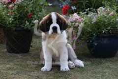 Saint Bernard