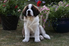 Saint Bernard