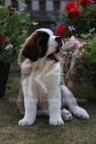 Saint Bernard