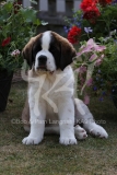 Saint Bernard