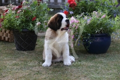 Saint Bernard